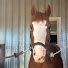 BK0up39Ptc8-channel-avatar-Anna_equestrain🐎