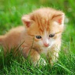 オレたちの感動物語	