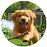 4zDjPQvsSLM-channel-avatar-Healing Dog Melody