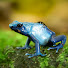 0sh_UTa2NWo-channel-avatar-Old Man Frog