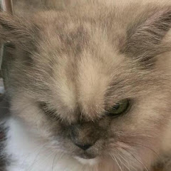 ねこぱん