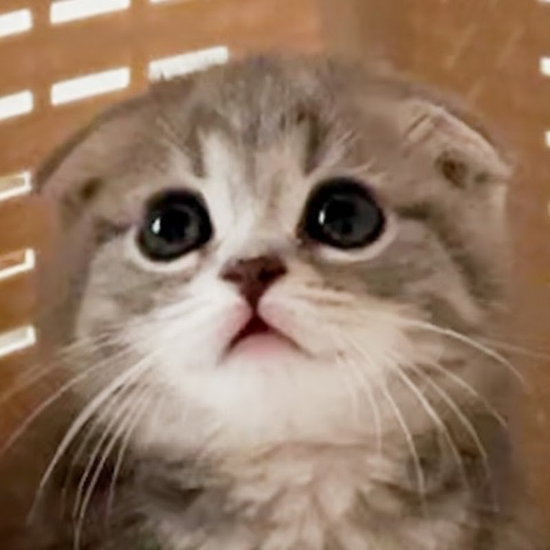 Lulu the Catのサムネイル