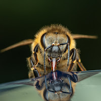 Post from Maybee