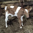 nRPtcYrTmyk-channel-avatar-Mad Farmer912