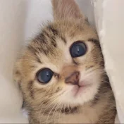 落ち猫あめちゃん