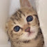 T6lsycQBDd8-channel-avatar-落ち猫あめちゃん