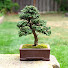 SbYSpOPMloY-channel-avatar-Bonsai Northwest