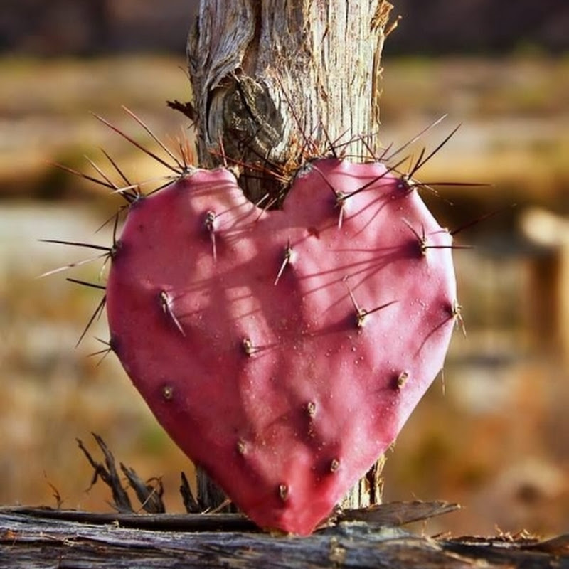 Heart of Texas Homestead 