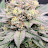 @LoFi-GrOw